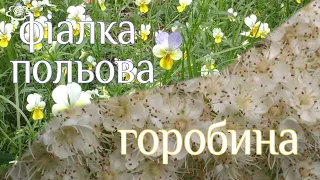 Фіалка польова Горобина