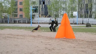 Собака удерживает нарушителя и сопровождает конвой