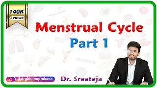 Menstrual Cycle - Part 1