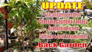 Succulent Garden UPDATE January 2023 | Growing Succulents with LizK