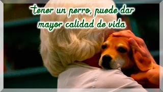 Tener un perro puede dar mayor calidad de vida