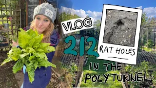 Bean Sowing at the Allotment! More Dahlias + Work Starts on the Polytunnel Floor. Ep 212 || Plot 37