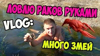 VLOG: ЛОВЛЮ РАКОВ РУКАМИ! МНОГО ЗМЕЙ! / Виталий Зеленый