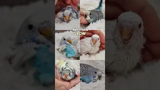 watch budgies growing day by day