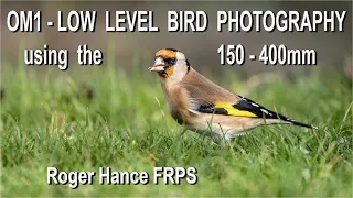 OM1 - Low Level Bird Photography using the 150 400mm Lens