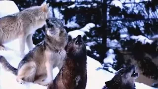 旭山動物園のオオカミ遠吠え