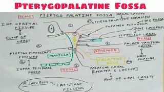 Pterygopalatine Fossa | Part 1 | Diagram | Head and Neck Anatomy | TCML