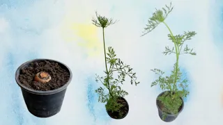 How To Grow Carrot 🥕 | Carrot Growing | 100 % Info