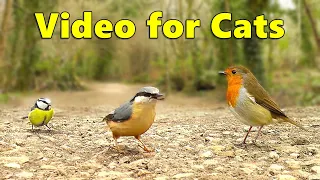 Videos for Cats ~ Cat TV by Paul Dinning