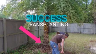 HOW TO TRANSPLANT A LARGE PHEONIX PALM