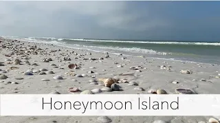 Honeymoon Island State Park. I found the coolest beach treasures!