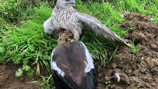 Gyrfalcon on Nile Goose/Egyptian Goose, by Xavier Morel - 2020