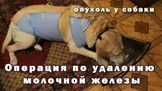 Операция по удалению молочных желез у собаки / 4 дня ужаса