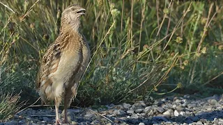 new madi batair ki kirak 2024//female quail sound 2024//batair ki kirak//madi batair ki awaz