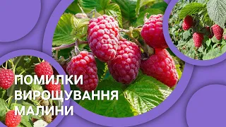 Помилки вирощування малини