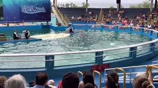 Miami  Seaquarium-The Flipper  Dolphin Full  Show -1