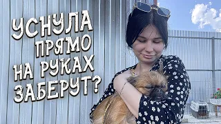 Спасение животных / Она отказалась от нас когда увидела их...