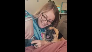 Pug screams when they trim its nails