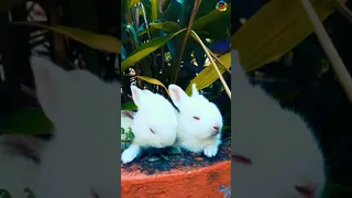 This Is Why the Childhood of Rabbits Is so Terrible, Smart Rabbits Video 2021,|#Short #shortvideo