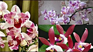 Редкие новинки орхидей. Phalaenopsis tetraspis.  Pink Dream. Little Gem Stripes.