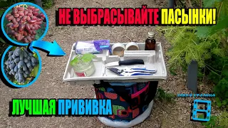 СУПЕР ПРИВИВКА ВИНОГРАДА - ПАСЫНКОМ 100% РЕЗУЛЬТАТ НА УДАЧНОМ ПЕНЬКЕ. СЕВЕРНЫЙ ВИНОГРАДНИК 23-24