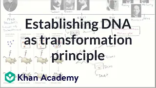 Establishing DNA as transformation principle