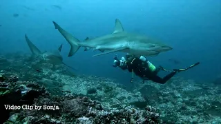 Cocos Island Video Highlights: Sea Hunter Nov 7-17, 2022