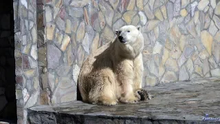 Ленинградский зоопарк. Белый медведь (2019)