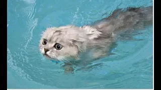 Funny cat - Epic Cats Hate Falling in Water - Reverse video