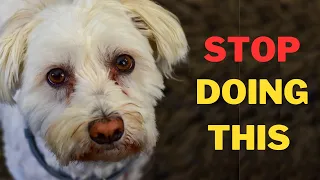 12 Things Maltese Dog Hate That Humans Do