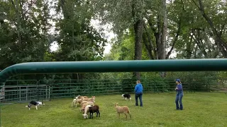 2019 Celtic Festival, Hamilton MT: Working Border Collies