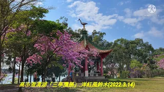 高市澄清湖「三亭攬勝」—洋紅風鈴木(2022.3.14)