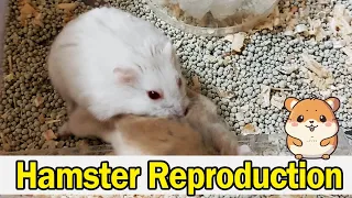 Reproduction of male and female hamsters | 仓鼠繁殖 | हम्सटर प्रजनन | 햄스터 번식 | Размножение хомяка