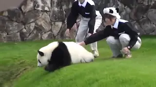 Funny Pandas fails | panda funny video | panda fail compilation