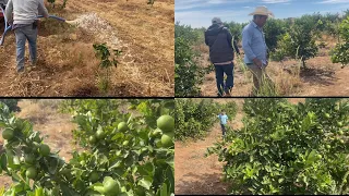 Huerta de limón 2 años “”ALTA PRODUCCIÓN 🍋🍋””