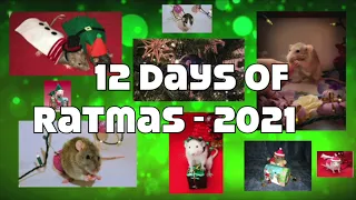 "The 12 Days of Ratmas" 2021 Collab!