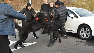 INCAIERARE DE CIOBANESTI CORBI URIASI LA BRAN !!! CAINII PUTERNICI AI LUI NEAGU FLORIN!