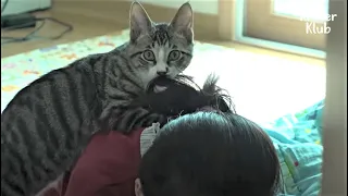 Cat Who Lost Mom Suckles A Girl's Hair Instead Of His Mom's Breast | Kritter Klub