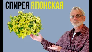 СПИРЕЯ ЯПОНСКАЯ / Посадка и уход / Игорь Билевич