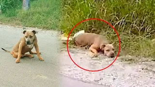 PitBull Girl was beaten badly and left for dead, she almost died, but...