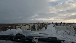 Воркута | 4 ноября