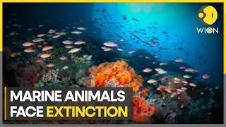 Endangered marine species in 2023 | WION Climate Tracker