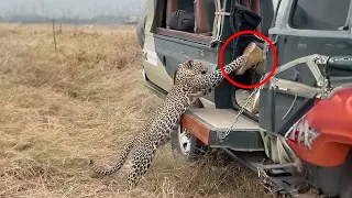 12 Leopard Encounters That Will Give You Chills