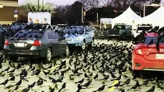 Миграция или знак приближающейся беды: нашествие черных птиц в Техасе обеспокоило людей