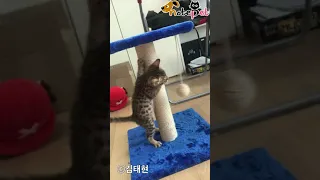 주사 맞고 괴력 발휘한 고양이 "이게 고양이야 호랑이야?"