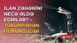 İlanları öyrənən alim ilə eksklüziv söhbət – Zirədə ilan hekayəsi 2