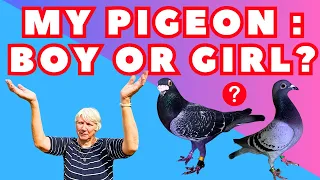 Pigeon: HOW TO KNOW?! racing #pigeons: female or male #birds