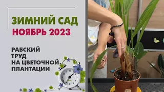 Зимний сад. Ноябрь 2023. Мирт, цитрус, папоротники, радермахеры. Рабский труд на цветочной плантации