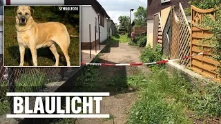 Hund beißt Rentnerin tot und wird erschossen