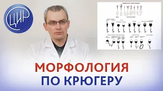 Морфология по Крюгеру. Когда можно не делать морфологию по Крюгеру? Живулько А.Р.